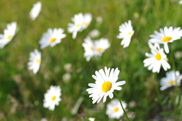 Fototapeta premium キク科の花