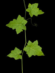 Vine on black background