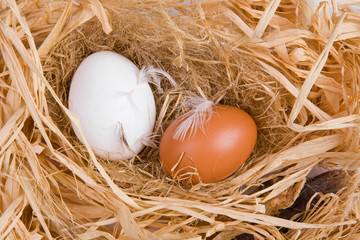 egg in nest