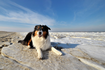 Australian Shepherd