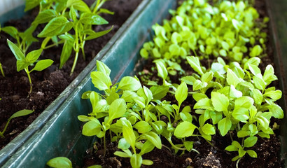 Plantation of sprouts