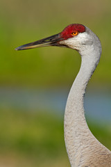 Sandhill Crane (Grus canadensis)