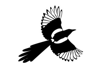 magpie black and white illustration