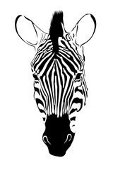 portrait of zebra isolate