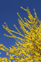 Forsythia
