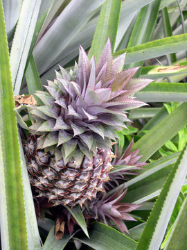 Ananas