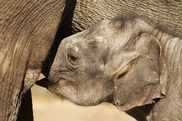 Close up of baby elephant drinking with its mother