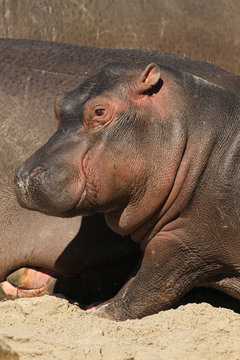 Little hippo