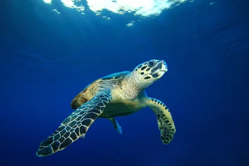 Foto op Plexiglas Schildpad Karetschildpad op blauwe achtergrond