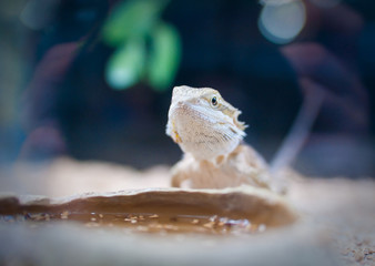 green lizard
