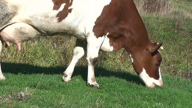 Cow grazed on meadow in sunny day