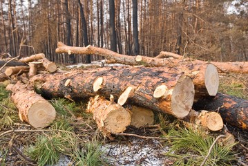 heap of logs in a forest