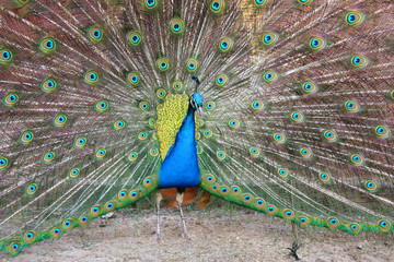 Fototapeta premium Pfau