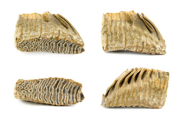 Mammoth tooth