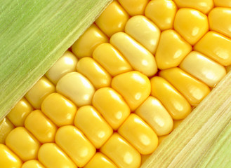 corn close up