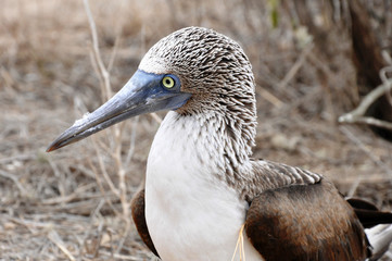 Piquero de patas azules IV