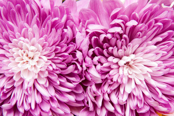 chrysanthemum