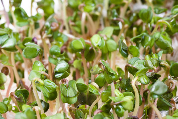 Fototapeta na wymiar Close-up of a spicy daikon radish sprout