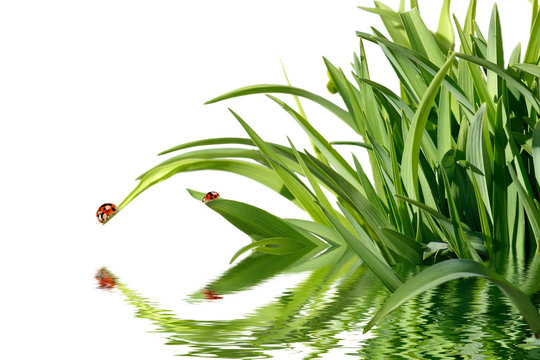 Coccinelle in acqua