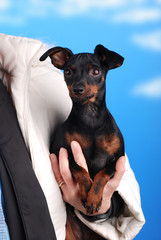 pinscher in braccio