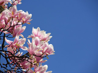 magnolie - obrazy, fototapety, plakaty