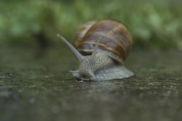 Escargot