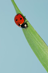 Coccinella in arrivo