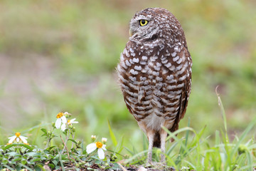 Burrowing Owl (athene cunicularia)