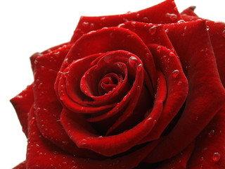 Red rose isolated