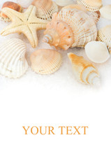 Seashells on the sea salt