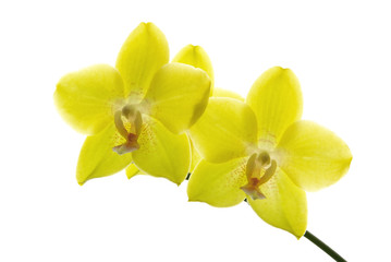 Fototapeta na wymiar yellow orchids isolated on white background