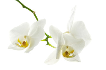 Naklejka na ściany i meble light orchids isolated on white background