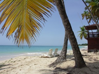Martinique - Sainte-Anne : Plage des Salines