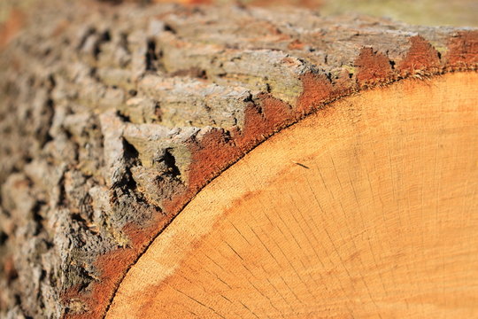 Holz Baum Ausschnit mit Baumrinde