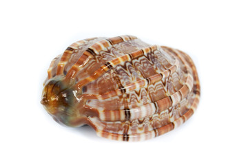 it`s a ocean`s shell from the sea bottom
