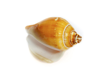 it`s a ocean`s shell from the sea bottom