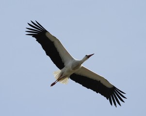 cigogne en vol