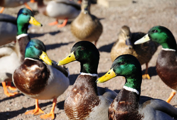 European ducks in group