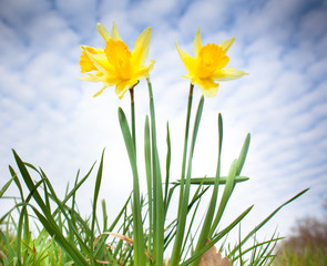 Fototapeta premium jonquille printemps fleur jaune ciel soleil pétale
