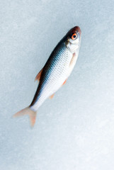one roach on blue ice. winter leisure theme