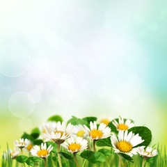 Spring daisies background