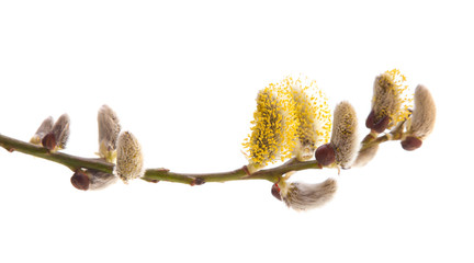 catkins