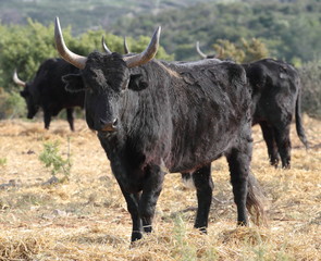 Troupeau de taureaux de Camargue