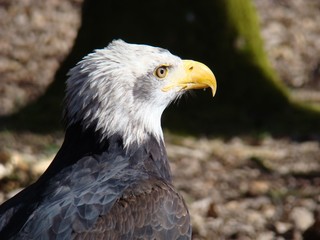 Weißkopfseeadler