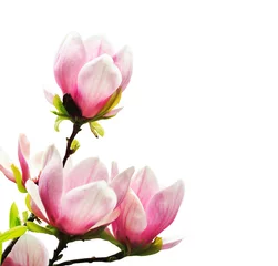 Gordijnen Lente magnoliaboom bloeit © Nneirda