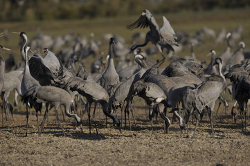 Common Crane (Grus grus), Ahula, Israel