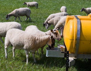 Sheep Eating Feed from a Dispenser