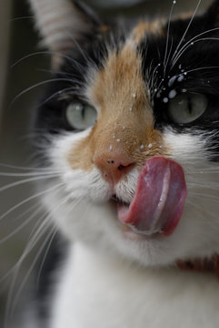 chat