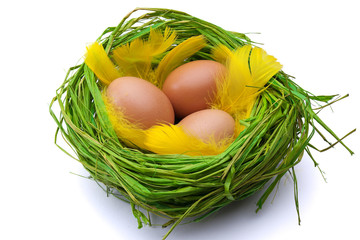 Eggs in nest on white