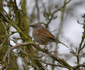 Dunnock on a Branch